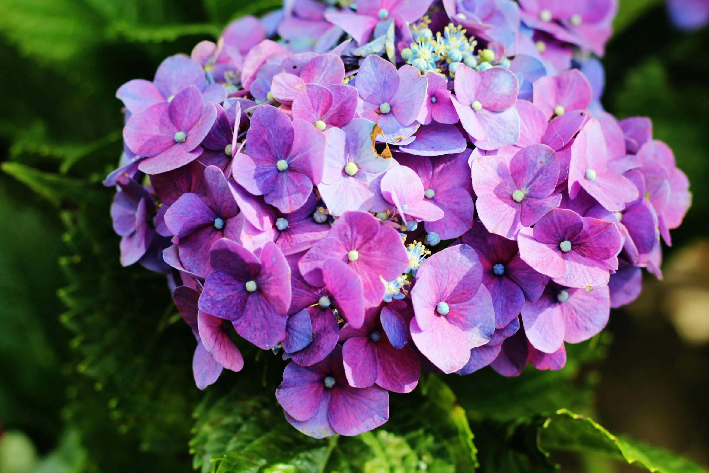 a close up of a purple flower with green leaves, hydrangea, sparkling in the sunlight, pink and blue colour, no cropping