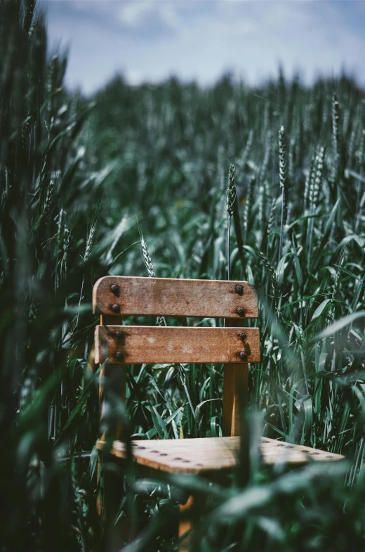 a wooden chair sitting in a field of tall grass, by Niko Henrichon, pexels contest winner, benches, lush surroundings, high grain, overflowing