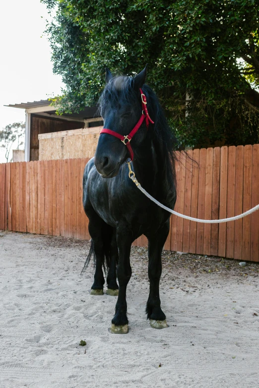 a black horse standing next to a wooden fence, facing the camera, jc park, black steel with red trim, oceanside