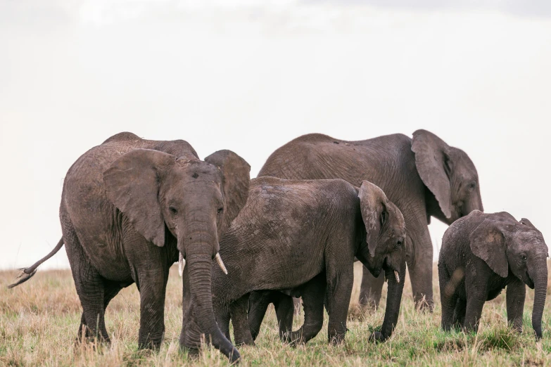 a herd of elephants walking across a grass covered field, a portrait, by Will Ellis, hurufiyya, fan favorite, photostock, photo for magazine, ultrawide shot