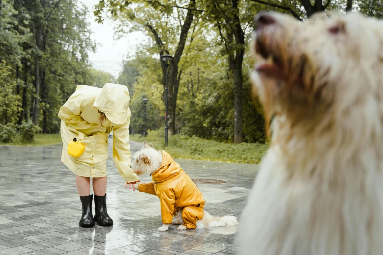 a dog standing next to a person in a raincoat, pexels contest winner, looking at the ground, yellow clothes, two dogs, thumbnail