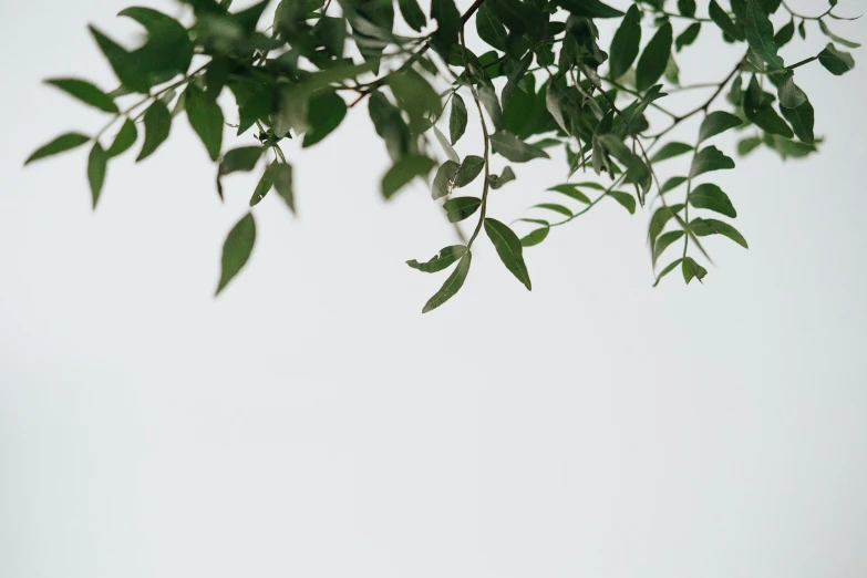 a couple of giraffe standing on top of a lush green field, an album cover, by Carey Morris, trending on pexels, postminimalism, leaves on branches, white background wall, viewed from below, background image