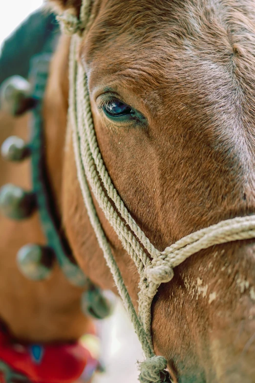 a close up of a horse wearing a bridle, a digital rendering, trending on unsplash, ropes, animal eyes, brown, a green