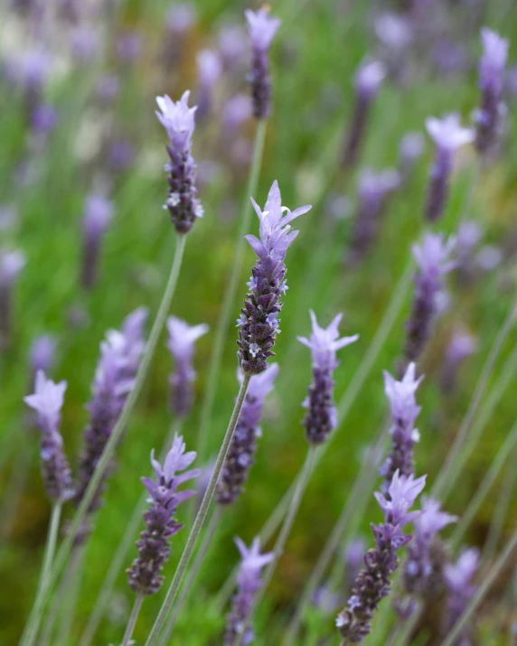 a close up of a bunch of lavender flowers, short light grey whiskers, swirling around, tall, waving