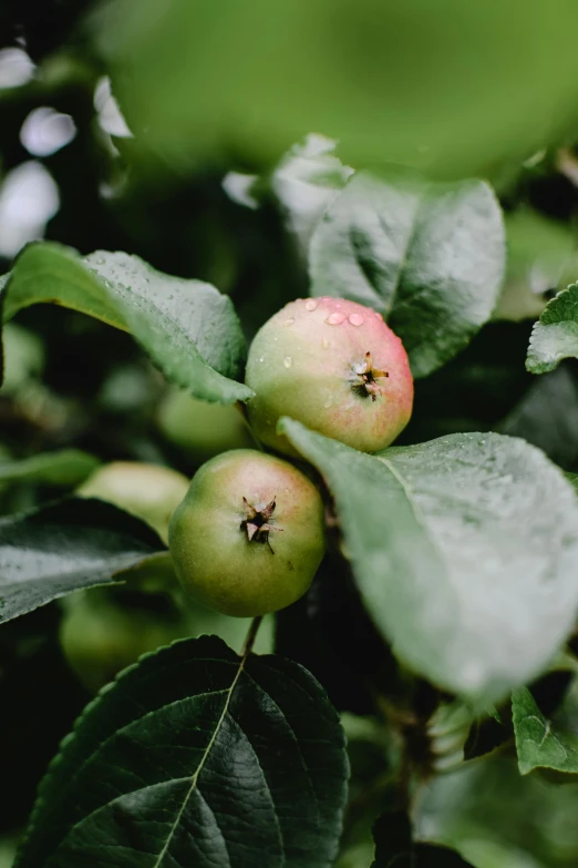 a close up of a bunch of fruit on a tree, unsplash, renaissance, 2 5 6 x 2 5 6 pixels, green foliage, with apple, astri lohne