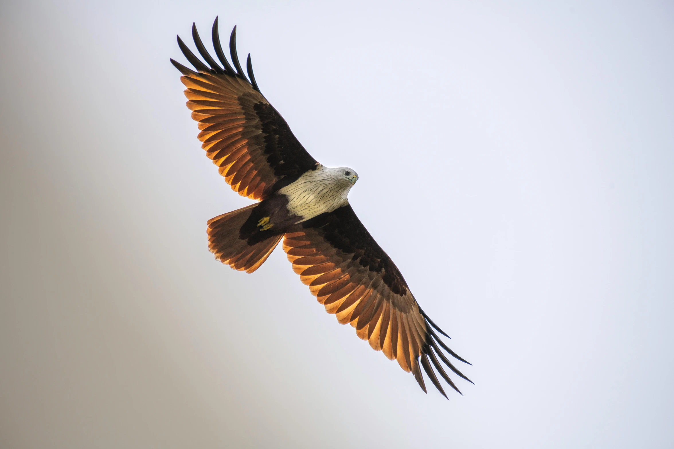 a bird that is flying in the sky, a portrait, by Will Ellis, pexels contest winner, hurufiyya, “ iron bark, white eagle icon, brown, a wide full shot