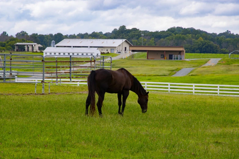 a brown horse standing on top of a lush green field, next to a farm house and a barn, profile image, outdoor fairgrounds, fan favorite