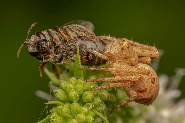 a close up of a spider on a flower, by Jesper Knudsen, male and female, locusts and flies, slide show, posing