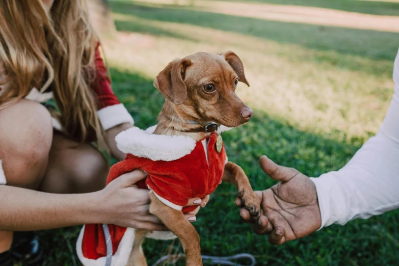 a close up of a person holding a small dog, by Emma Andijewska, pexels contest winner, wearing a red outfit, presents, at a park, australian