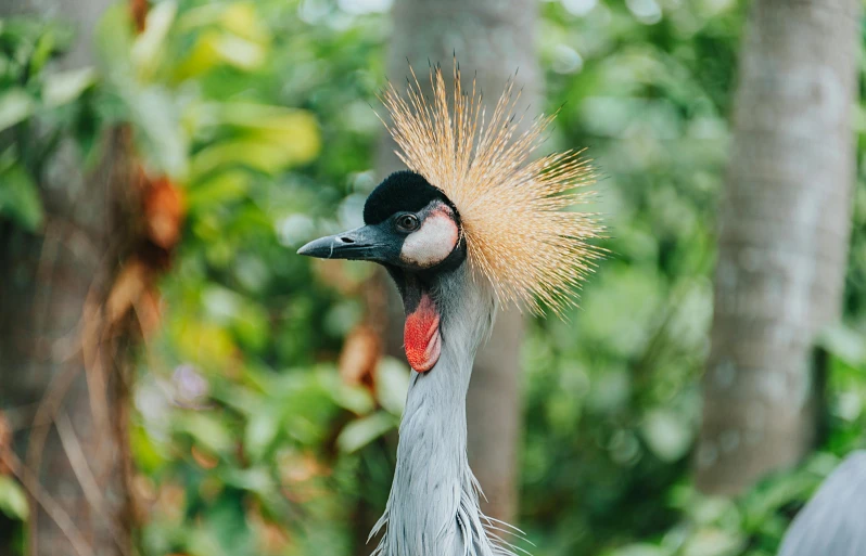 a close up of a bird with a very long neck, pexels contest winner, hurufiyya, wearing a light grey crown, exotic trees, an angry, crane