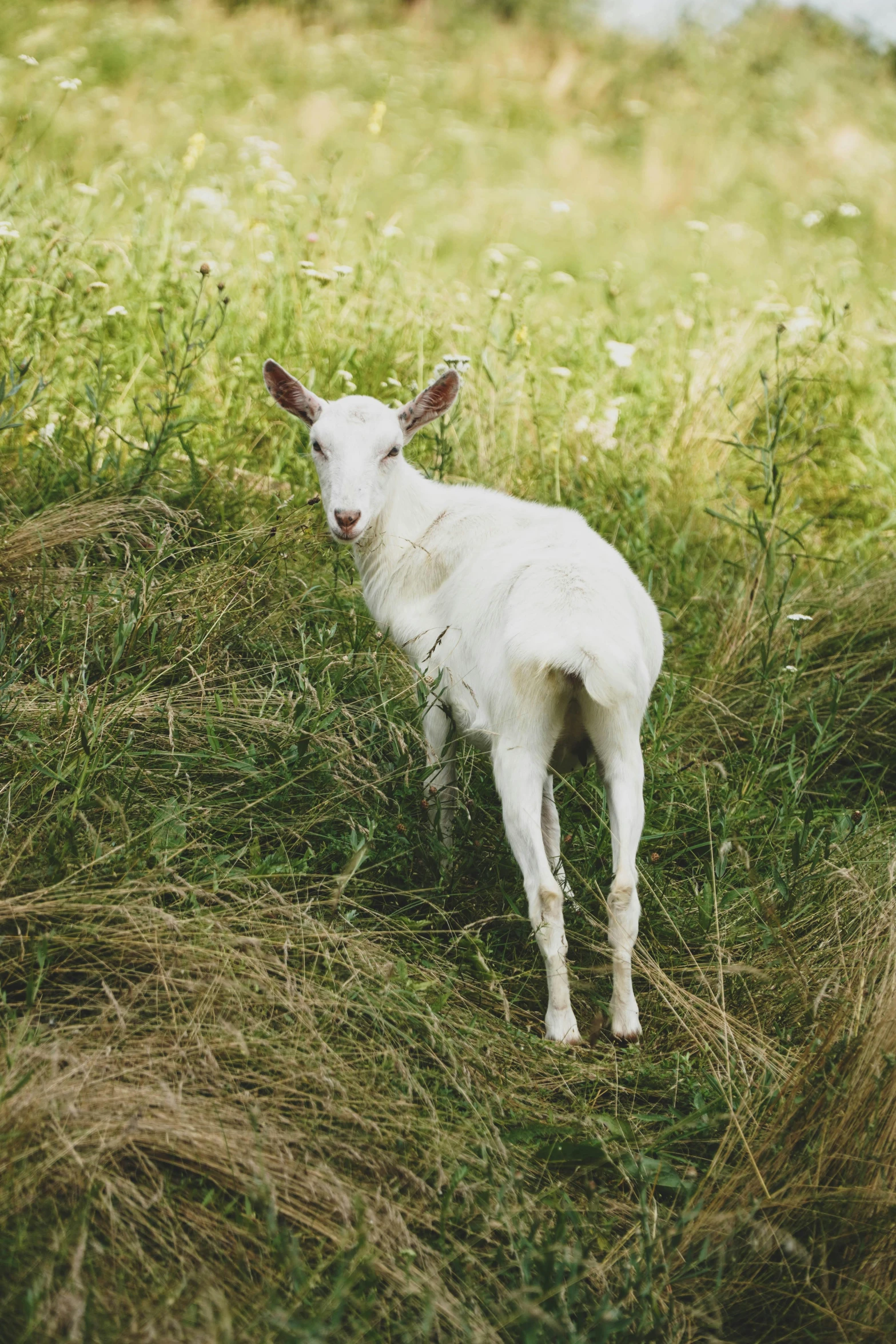 a white sheep standing on top of a lush green field, ignant, standing in tall grass, 2019 trending photo, goat