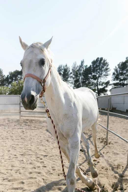 a white horse standing on top of a sandy field, in an arena pit, bay area, slide show, grey