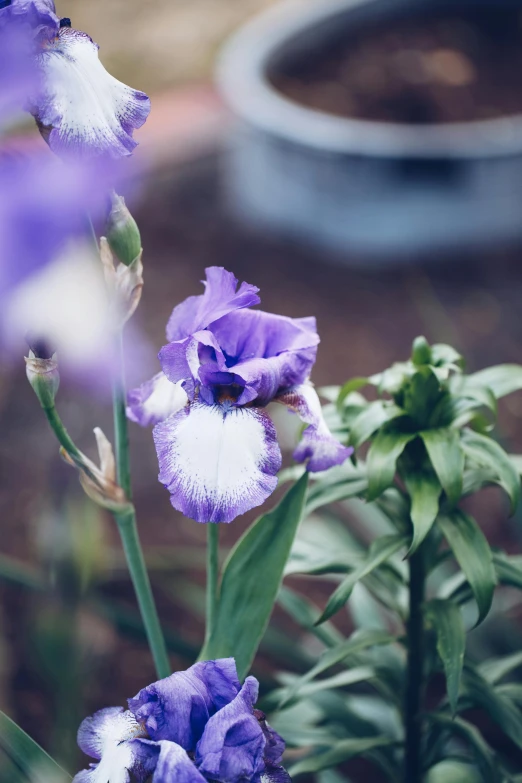 a close up of some purple and white flowers, a portrait, unsplash, blue iris, lush garden surroundings, high angle shot, “ iron bark