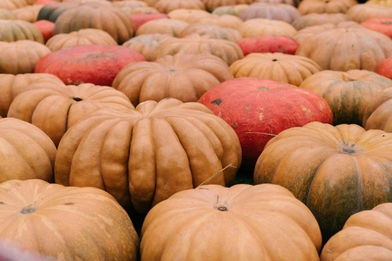 a large group of pumpkins sitting next to each other, unsplash, profile image, digital image