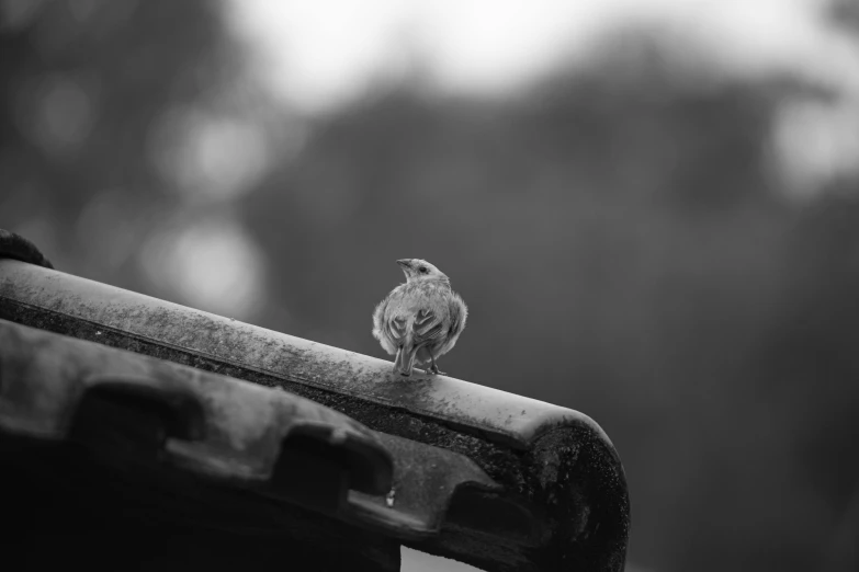 a small bird sitting on top of a roof, a black and white photo, pexels contest winner, day after raining, miniature animal, outdoor photo, mechanical cute bird