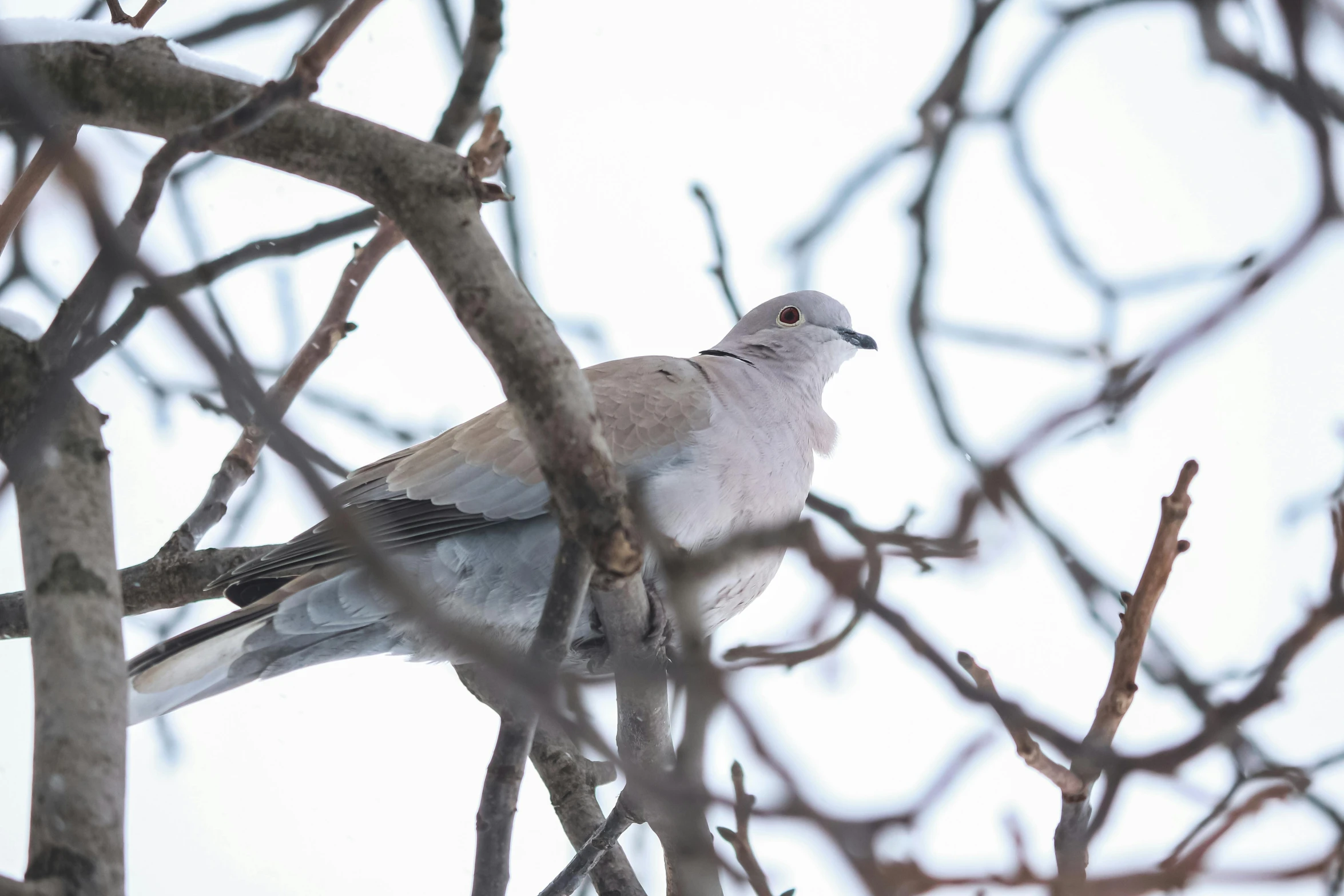 a bird sitting on top of a tree branch, a portrait, unsplash, arabesque, dove, snow camouflage, 33mm photo