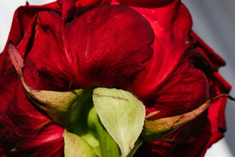 a close up of a red flower in a vase, inspired by Jacopo Bassano, pexels contest winner, renaissance, draped with red hybiscus, bottom body close up, olive green and venetian red, large rose petals