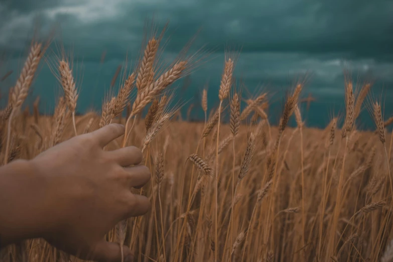 a close up of a person's hand in a field of wheat, by Adam Marczyński, pexels contest winner, surrealism, under a dark cloudy sky, background image, brown, video