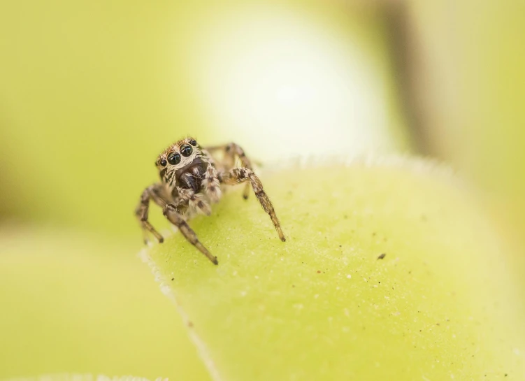 a spider sitting on top of a green leaf, a macro photograph, by Adam Marczyński, fan favorite, grey-eyed, miniature animal, young male