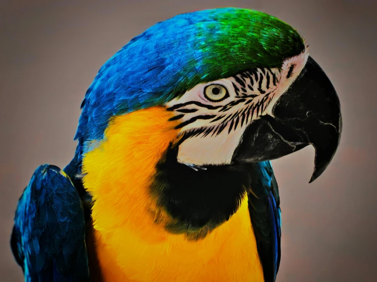 a colorful parrot sitting on top of a wooden table, a colorized photo, pexels contest winner, photorealism, yellow and blue, graceful face, close - up photograph, taken in the late 2010s