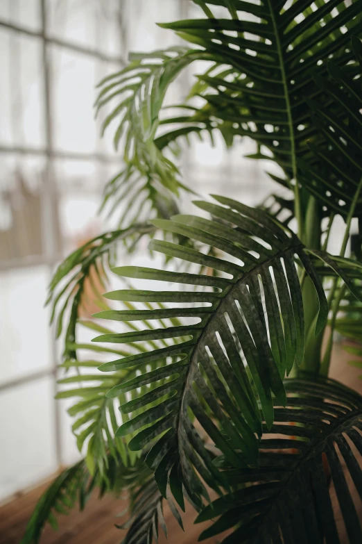 a potted plant sitting on top of a wooden table, inspired by Elsa Bleda, trending on pexels, palm body, upclose, slight haze, archways made of lush greenery