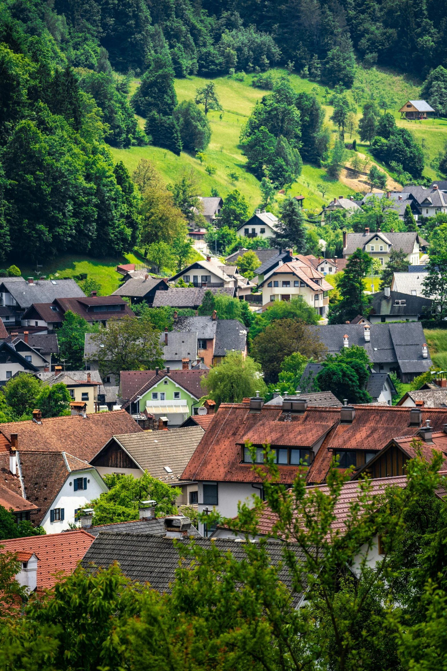 a group of houses sitting on top of a lush green hillside, black forest, tiled roofs, lush surroundings, tree town