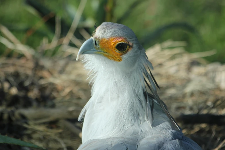 a close up of a bird on the ground, pexels contest winner, hurufiyya, white head, proud serious expression, museum quality photo, afar