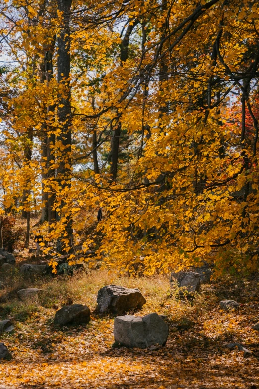 a red fire hydrant sitting in the middle of a forest, by Jacob Kainen, hudson river school, shades of yellow, color ( sony a 7 r iv, panorama, boulders