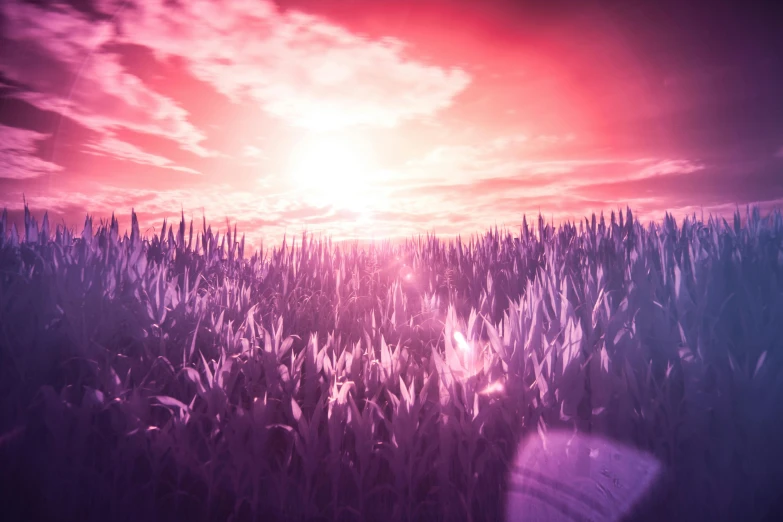 the sun is setting over a field of tall grass, an album cover, by Filip Hodas, unsplash, color field, pink violet light, infrared, cinematic smooth unreal engine, cinema 4d bright light render