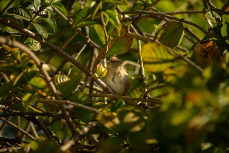 a small bird sitting on top of a tree branch, a portrait, flickr, jamaica, full res, sunlit, high quality photo