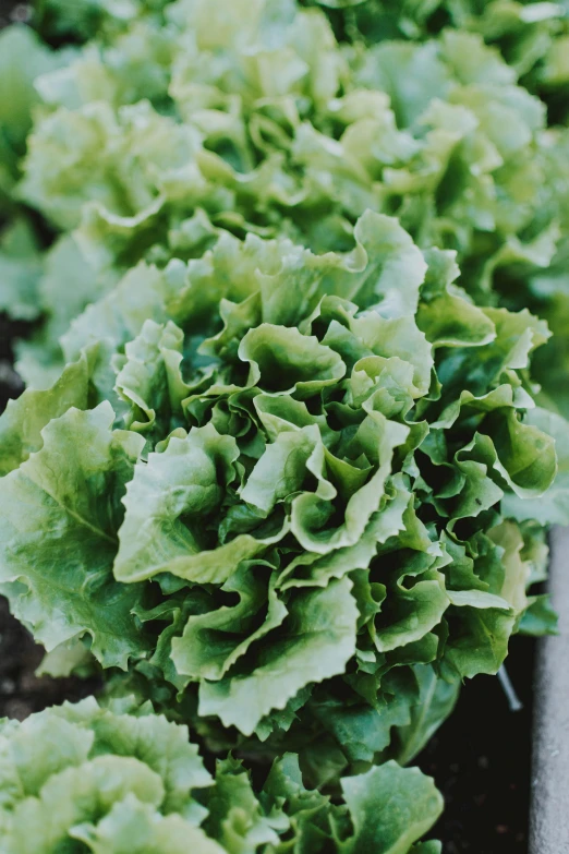 a close up of lettuce growing in a garden, by Jessie Algie, soft texture, 🍸🍋, crispy quality, indoor