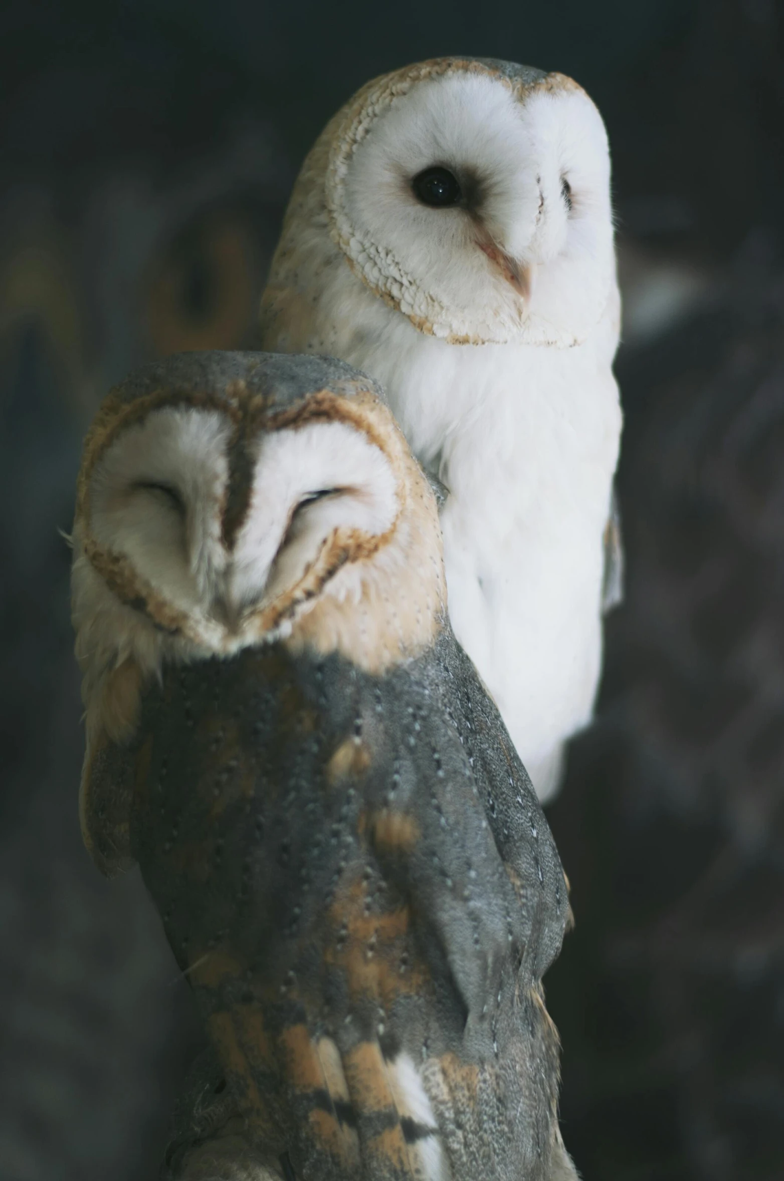 a couple of owls sitting on top of each other, a portrait, trending on pexels, museum quality photo, low lighting, barn owl mask, phot