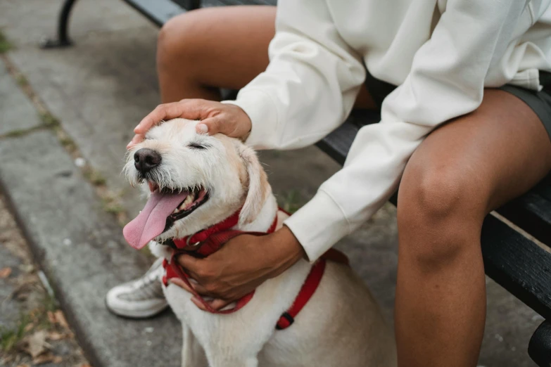 a person sitting on a bench petting a dog, trending on pexels, happening, soft lulling tongue, made of lab tissue, wearing collar, thumbnail