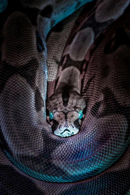 a close up of a snake on a blanket, a portrait, by Adam Marczyński, pexels contest winner, lit from below, blue and grey, lit from above, looking up at camera