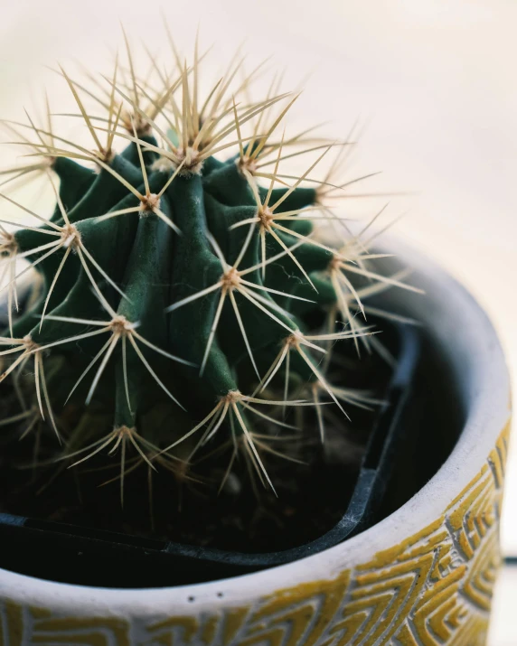 a close up of a cactus in a pot, inspired by Elsa Bleda, happening, sustainable materials, 7 0 mm photo, detailed product image, high detail photo