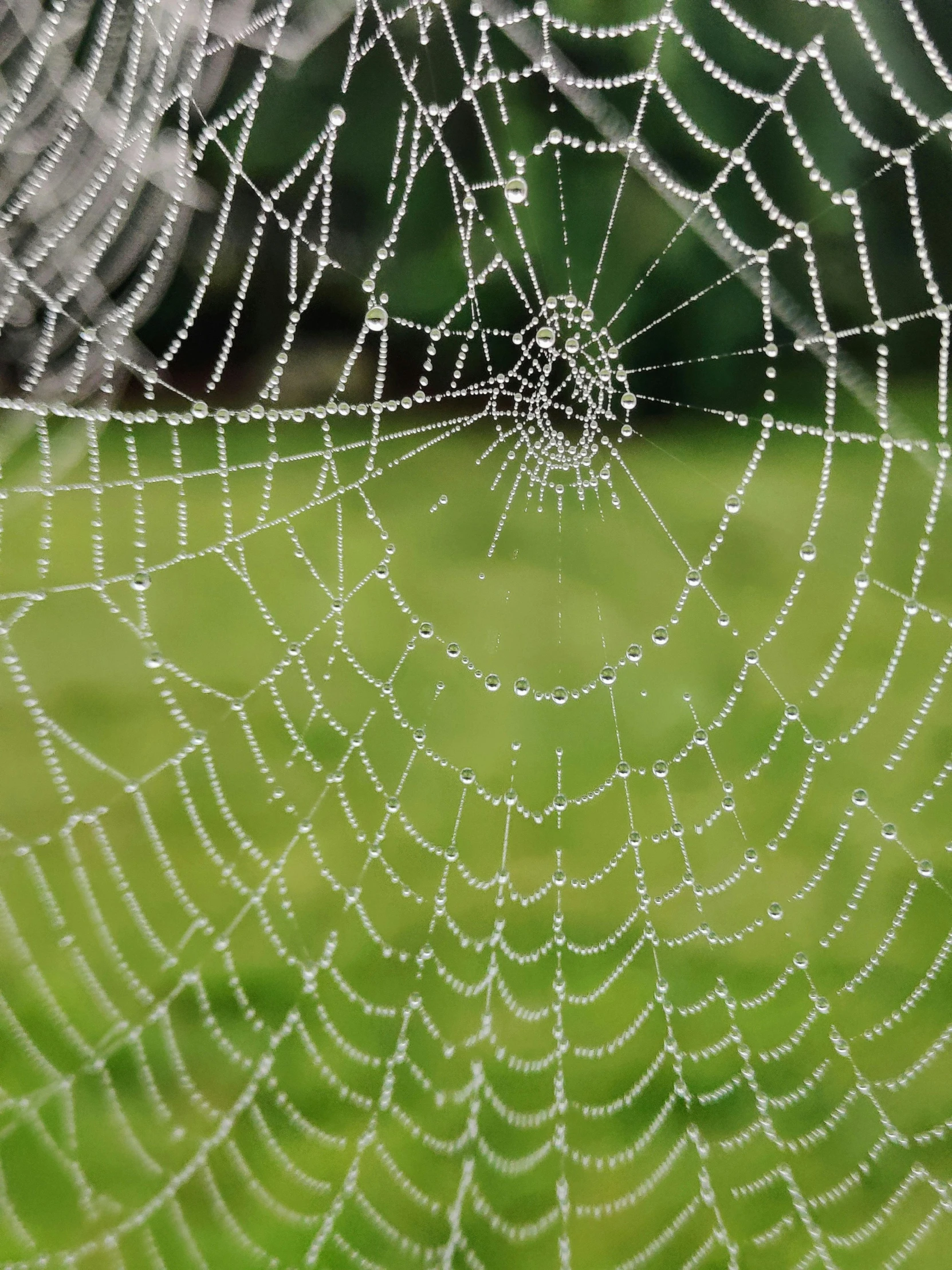 a spider web with water droplets on it, by Heather Hudson, pexels, ilustration, neck zoomed in, geometrically realistic, slide show