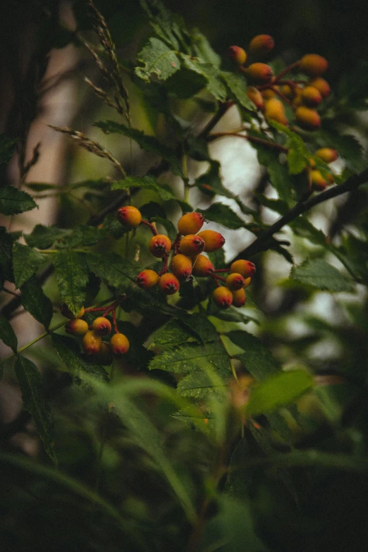 a bunch of berries on a tree branch, unsplash, renaissance, yellow and green, indian forest, multiple stories, overcast! cinematic focus