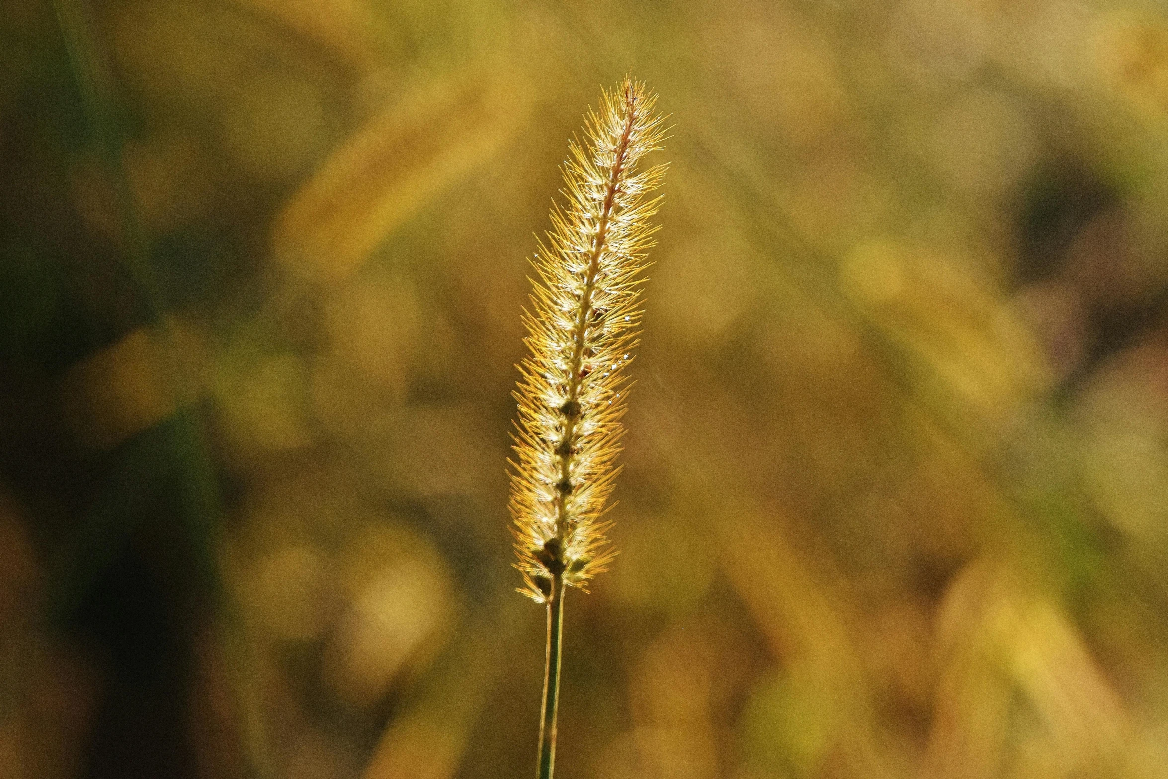 a close up of a plant with a blurry background, golden grasslands, fox tail, shot with sony alpha 1 camera, back - lit