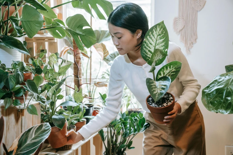 a woman holding a potted plant in front of a window, lush verdant plants, japanese collection product, picking up a flower, earthy colours