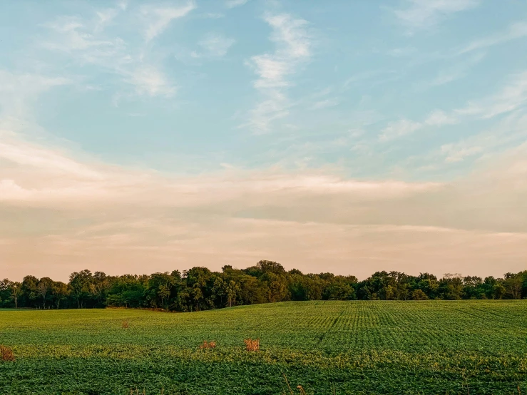 a red fire hydrant sitting on top of a lush green field, unsplash, color field, sunset panorama, old american midwest, next to farm fields and trees, 3 / 4 extra - wide shot