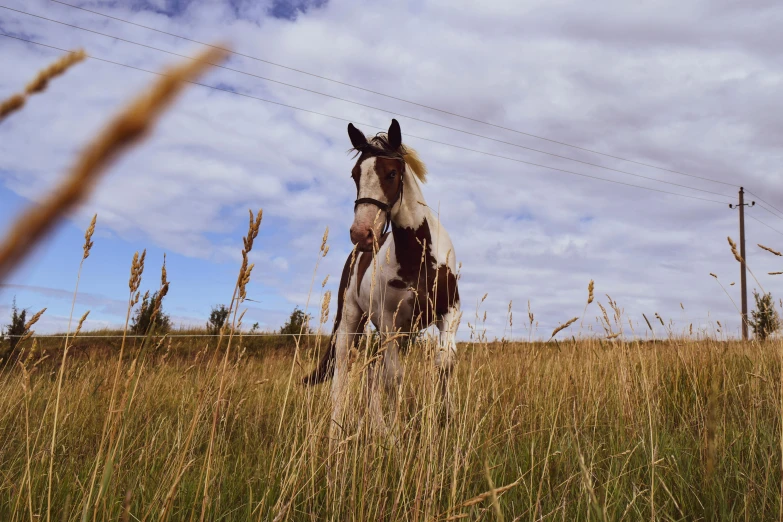 a horse standing in a field of tall grass, an album cover, unsplash, low-angle, gypsy, of augean stables, sitting