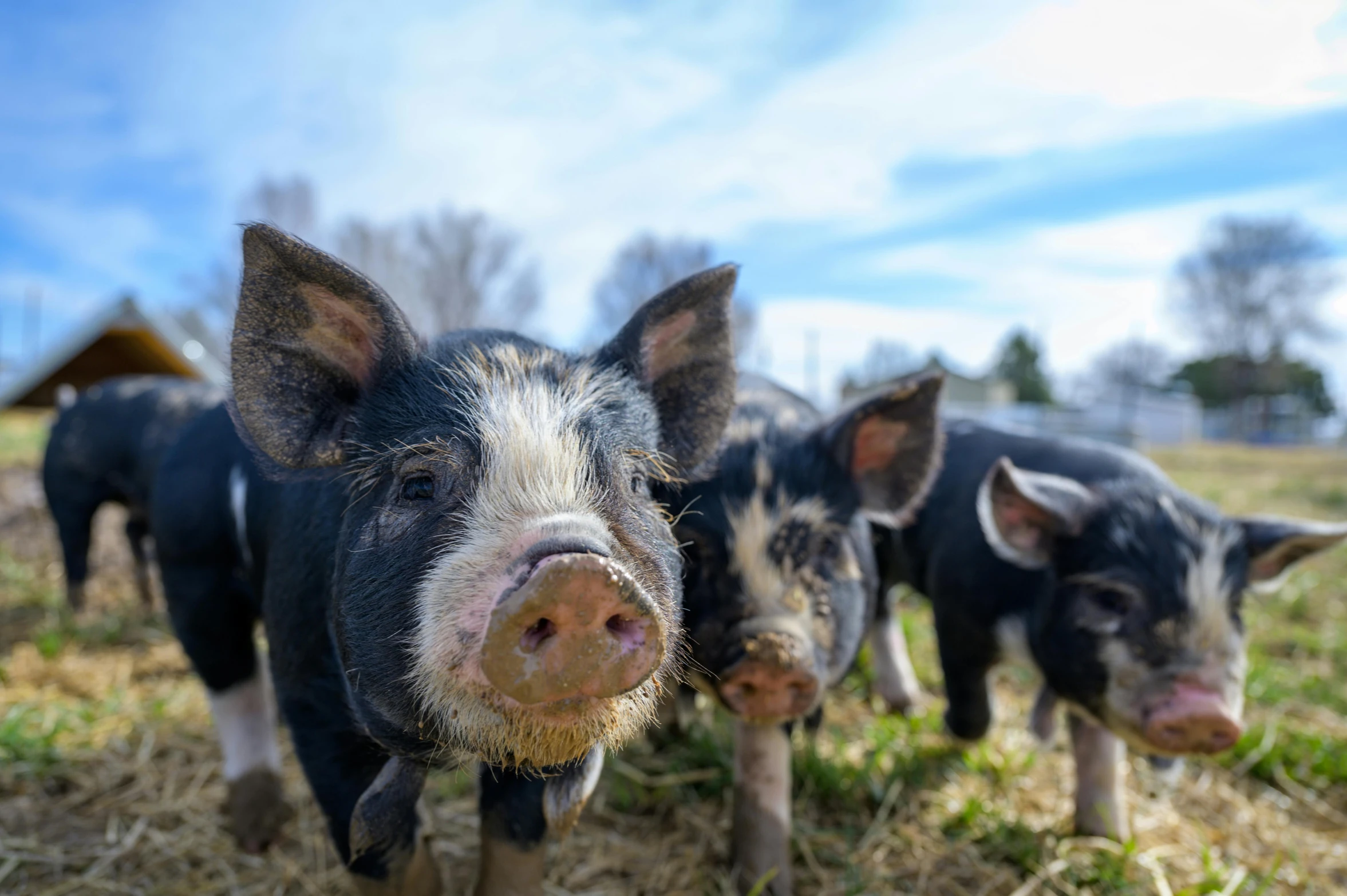 a group of pigs standing on top of a grass covered field, profile image, fan favorite, lovingly looking at camera, thumbnail