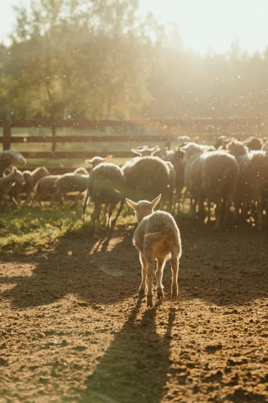 a herd of sheep standing on top of a dirt field, bright dappled golden sunlight, animals running along, bedhead, sam shearon