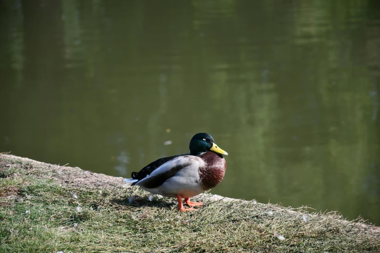 a duck standing next to a body of water, at the park