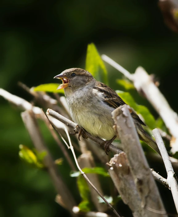 a small bird sitting on top of a tree branch, happening, mouth open, immature, with a pointed chin, giving a speech