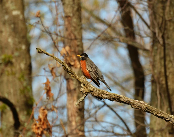 a small bird sitting on top of a tree branch