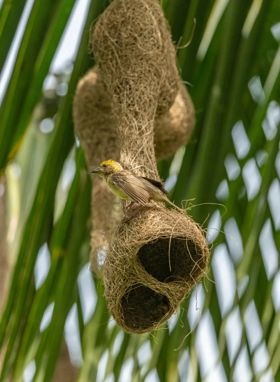 a bird sitting on top of a nest hanging from a tree, bamboo huts, pollen, taken with sony alpha 9, high quality image