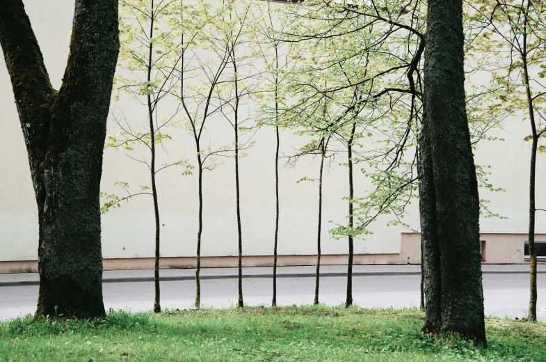 a red fire hydrant sitting on the side of a road, inspired by Thomas Struth, postminimalism, forest. white trees, ryohji hase, berlin park, group of seven