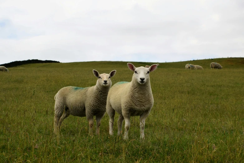 a couple of sheep standing on top of a lush green field, facing the camera