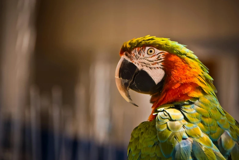 a colorful parrot sitting on top of a wooden table, a portrait, pexels contest winner, green blue red colors, 🦩🪐🐞👩🏻🦳, museum quality photo, colourful 4 k hd